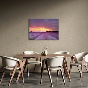 Obraz - Pole lawendy (70x50 cm)