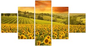 Obraz - Pole słoneczników (125x70 cm)
