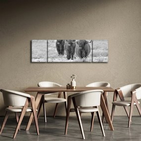 Obraz - Szkockie krowy, czarno - biały (170x50 cm)