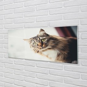 Panel Szklany Majestatyczny Maine Coon