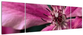Obraz różowego kwiatu powojnika (170x50 cm)