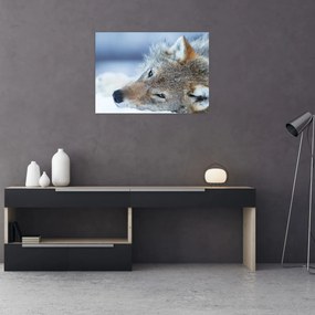 Obraz - Wilk (70x50 cm)