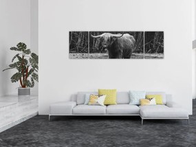 Obraz - Szkocka krowa (170x50 cm)