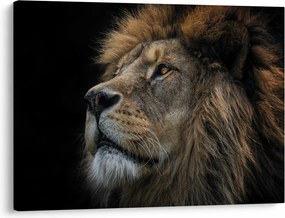 Obraz - Majestatyczny lew (70x50 cm)