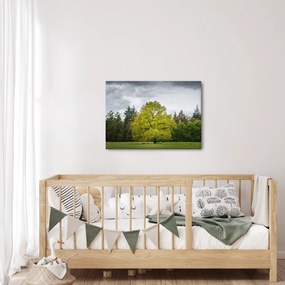 Obraz zielonego drzewa na środku pola (70x50 cm)