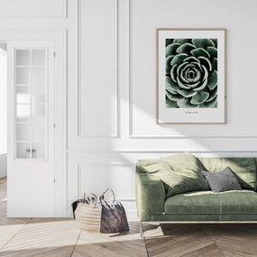 Obraz 50x70 cm Echeveria – Styler