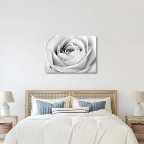Obraz na szkle - Detal kwiatu róży (70x50 cm)