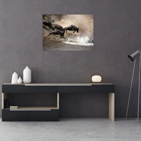 Obraz - Stado antylop gnu (70x50 cm)