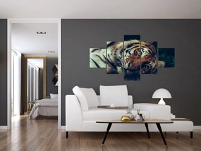 Obraz - tygrys syberyjski (125x70 cm)