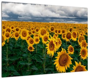 Obraz na szkle - pole słoneczników (70x50 cm)