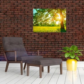 Obraz - Słoneczny Las (70x50 cm)