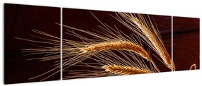 Obraz - Fragment kłosa żyta (170x50 cm)