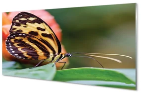 Obraz akrylowy Motyl