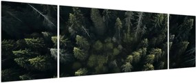 Obraz - Las (170x50 cm)