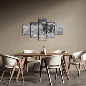 Obraz - Szkocka krowa 5, czarno - biały (125x70 cm)