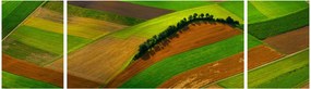 Obraz - Pola, łąki (170x50 cm)