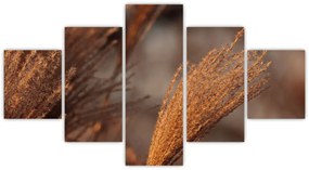 Obraz - Kortaderia (125x70 cm)