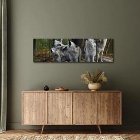 Obraz - Wilki na skale (170x50 cm)