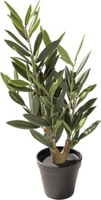 Drzewko Oliwne Mini w doniczce 50 cm