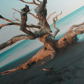 Obraz -  Wyłowiono na plaży (70x50 cm)