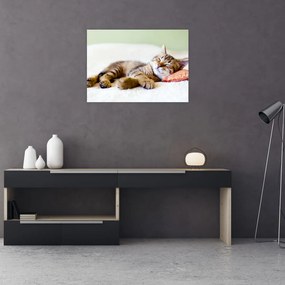Obraz na szkle - Śpiący kotek (70x50 cm)