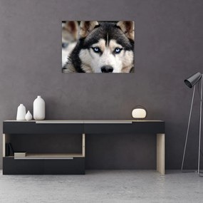 Obraz na szkle - pies husky (70x50 cm)