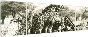 Obraz - Żyrafy, vintage (170x50 cm)