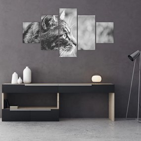 Obraz - Kot (125x70 cm)