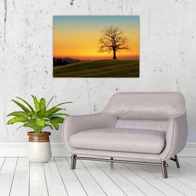 Obraz na szkle drzewa na polu (70x50 cm)