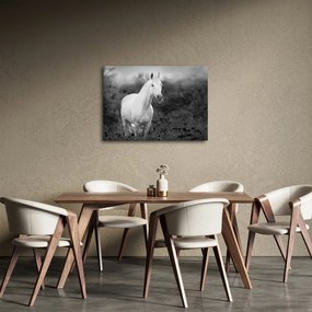 Obraz białego konia na łące, czarno - biały (70x50 cm)