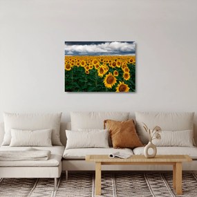 Obraz na szkle - pole słoneczników (70x50 cm)