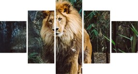 Obraz lwa w naturze (125x70 cm)