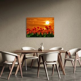 Obraz na szkle kwitnącego pola z tulipanami (70x50 cm)