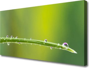 Obraz canvas Aksamitna Róża w Rozkwicie