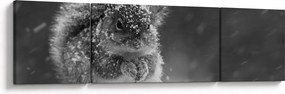 Obraz - Wiewiórka zimą (170x50 cm)