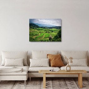 Obraz na szkle - pola ryżowe (70x50 cm)