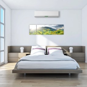 Obraz plantacji (170x50 cm)