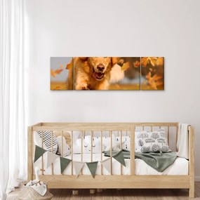 Obraz - Golden Retriever (170x50 cm)