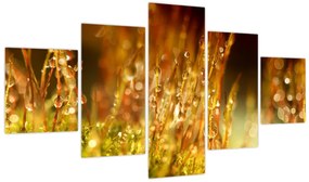 Obraz - Szczegół rosy (125x70 cm)