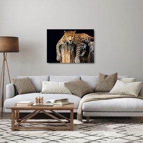 Obraz na szkle - Gepard (70x50 cm)