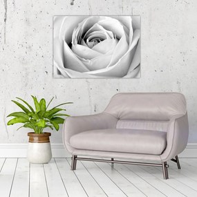 Obraz na szkle - Detal kwiatu róży (70x50 cm)