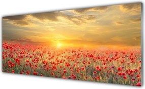 Panel Szklany Maki W Południowym Słońcu