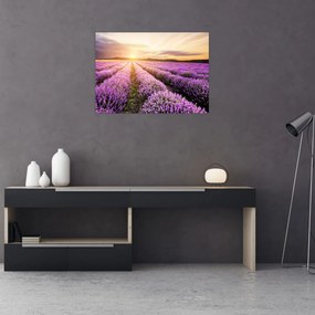 Obraz - Wschód słońca na polu lawendy (70x50 cm)
