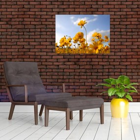 Obraz pola z jasnożółtymi kwiatami (70x50 cm)