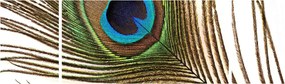 Obraz pawich piór (170x50 cm)