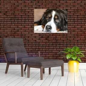 Obraz na szkle psa (70x50 cm)