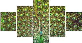 Obraz - Paw (125x70 cm)