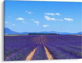 Obraz - Pole lawendy (70x50 cm)