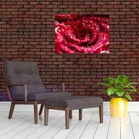 Obraz na szkle - czerwony kwiat róży (70x50 cm)