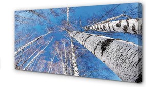 Zdjęcie na płótnie Brzozy na Tle Nieba